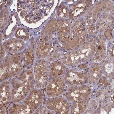 Immunohistochemistry-Paraffin: CLRN2 Antibody [NBP1-90967]