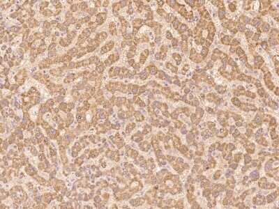 Immunohistochemistry-Paraffin: CLRN2 Antibody [NBP3-06331]