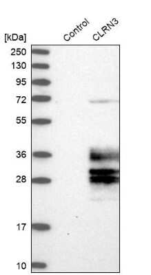 Western Blot: CLRN3 Antibody [NBP1-81119]