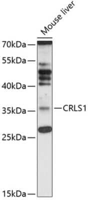 Western Blot: CLS1 AntibodyAzide and BSA Free [NBP3-03235]