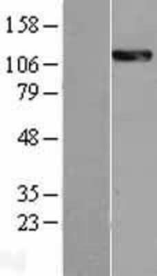 Western Blot: Calsyntenin-2 Overexpression Lysate [NBL1-09285]