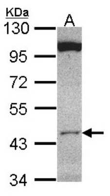 Western Blot: CLUAP1 Antibody [NBP1-31778]