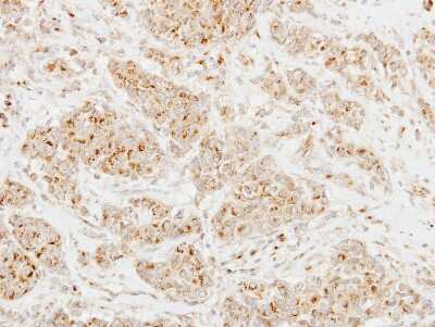 Immunohistochemistry-Paraffin: Clusterin-like 1/CLUL1 Antibody [NBP2-15921]