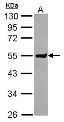 Western Blot: Clusterin-like 1/CLUL1 Antibody [NBP2-15921]