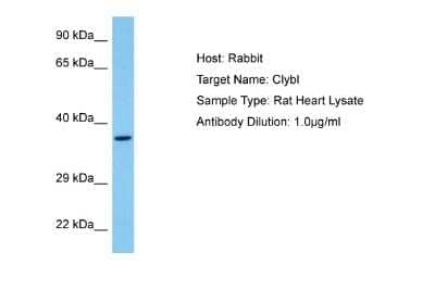 Western Blot: CLYBL Antibody [NBP2-87196]