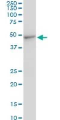 Western Blot: CMAS Antibody (2E1) [H00055907-M05]