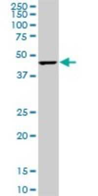 Western Blot: CMAS Antibody (5A2) [H00055907-M01]