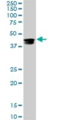 Western Blot: CMAS Antibody (5A2) [H00055907-M01]