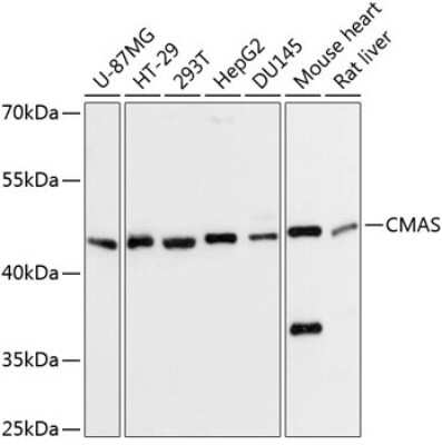 Western Blot: CMAS AntibodyAzide and BSA Free [NBP2-92723]