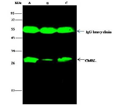 Immunoprecipitation: CMBL Antibody [NBP2-99788]