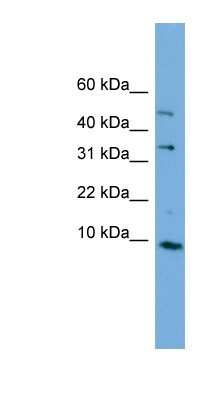 Western Blot: CMC2 Antibody [NBP1-56567]