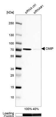 Western Blot: CMIP Antibody [NBP2-58180]