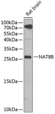 Western Blot: CML2 AntibodyBSA Free [NBP2-92803]