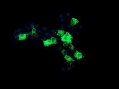 Immunofluorescence: CMP kinase Antibody (OTI1A1) [NBP2-46313]