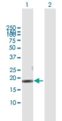 Western Blot: CMTM3 Antibody [H00123920-B01P]