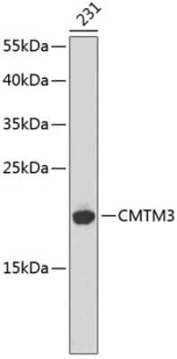 Western Blot: CMTM3 AntibodyBSA Free [NBP3-04028]