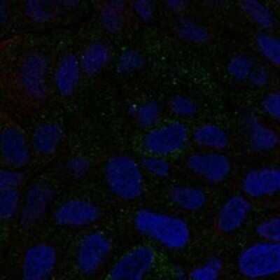 Immunocytochemistry/ Immunofluorescence: CMTM6 Antibody [NBP3-17483]