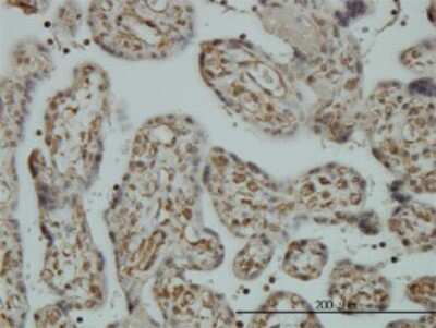 Immunohistochemistry-Paraffin: CNAP1 Antibody (4C12) [H00009918-M01]
