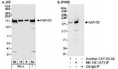 Western Blot: CNAP1 Antibody [NB100-1570]