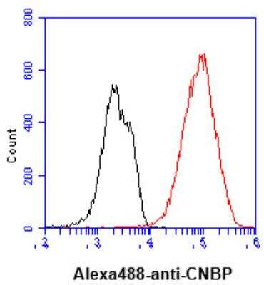 Flow Cytometry: CNBP Antibody (38F10) - BSA Free [NBP2-42632]