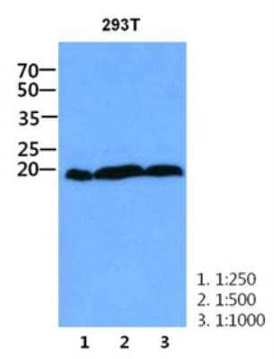 Western Blot: CNBP Antibody (38F10)BSA Free [NBP2-42632]