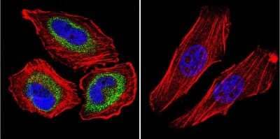 Immunocytochemistry/ Immunofluorescence: CNG1 Antibody (CNC 9C1) [NB100-74389]