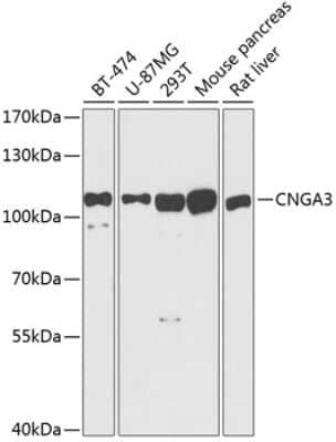 Western Blot: CNGA3 AntibodyBSA Free [NBP2-92423]