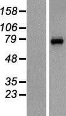 Western Blot: CNGA3 Overexpression Lysate [NBP2-08482]