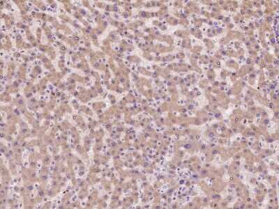 Immunohistochemistry-Paraffin: CNIH Antibody [NBP2-98134]