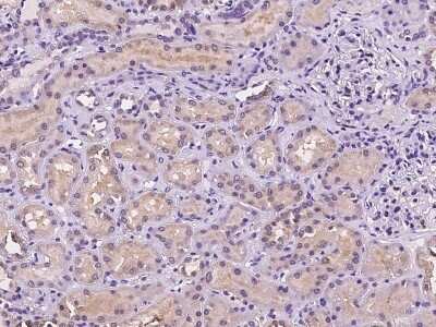 Immunohistochemistry-Paraffin: CNIH Antibody [NBP2-98134]