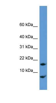 Western Blot: CNIH Antibody [NBP1-68915]