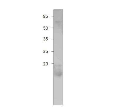 Western Blot: CNIH Antibody [NBP3-12387]