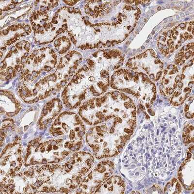 Immunohistochemistry-Paraffin: CNIH4 Antibody [NBP1-91797]