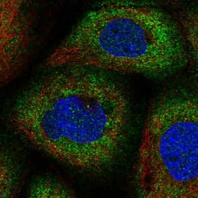 Immunocytochemistry/ Immunofluorescence: CNKSR1 Antibody [NBP1-84420]
