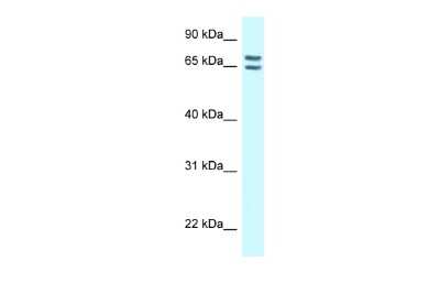 Western Blot: CNKSR1 Antibody [NBP2-84703]