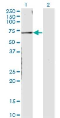 Western Blot: CNKSR3 Antibody (4A11) [H00154043-M01]