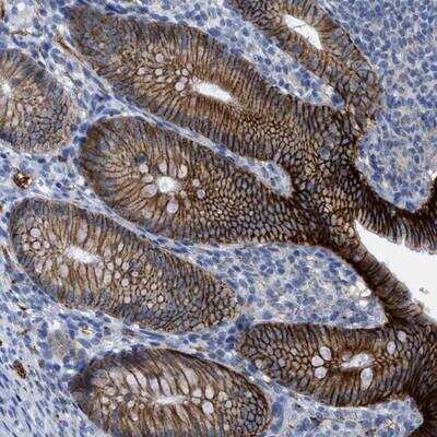 Immunohistochemistry-Paraffin: CNNM4 Antibody [NBP1-89280]