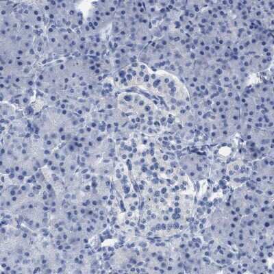 Immunohistochemistry-Paraffin: CNNM4 Antibody [NBP1-89280]