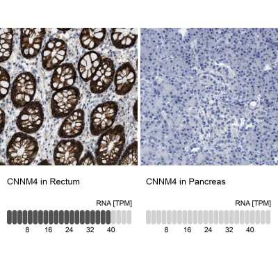 Immunohistochemistry-Paraffin: CNNM4 Antibody [NBP1-89280]
