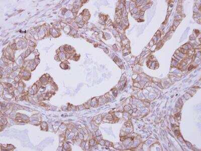 Immunohistochemistry-Paraffin: CNNM4 Antibody [NBP2-15927]