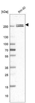 Western Blot: CNOT1 Antibody [NBP2-31892]