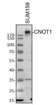 Western Blot: CNOT1 AntibodyAzide and BSA Free [NBP2-92464]