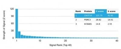 Protein Array: CNOT10 Antibody (PCRP-CNOT10-1D5) - Azide and BSA Free [NBP3-14266]