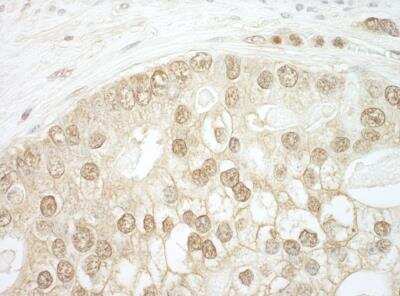 Immunohistochemistry-Paraffin: CNOT2 Antibody [NBP1-30454]