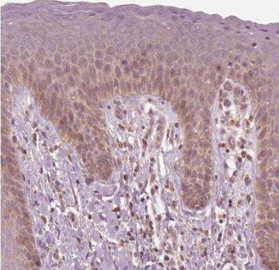 Immunohistochemistry-Paraffin: CNOT2 Antibody [NBP2-56034]