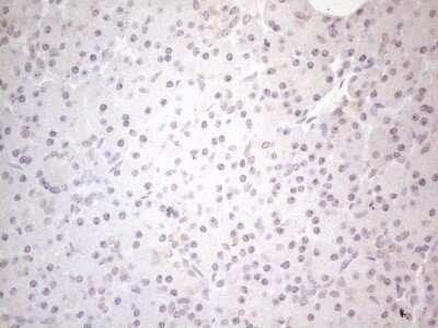 Immunohistochemistry: CNOT2 Antibody (OTI5A12) - Azide and BSA Free [NBP2-71202]