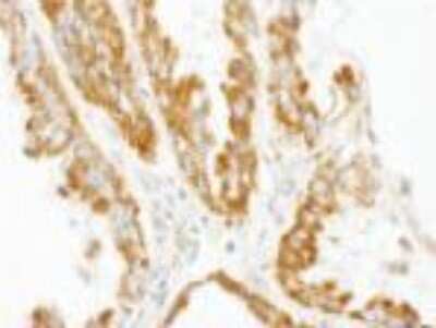 Immunohistochemistry-Paraffin: CNOT3 Antibody [NBP1-21396]
