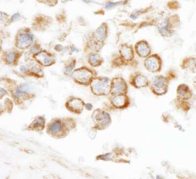 Immunohistochemistry-Paraffin: CNOT3 Antibody [NBP1-21396]