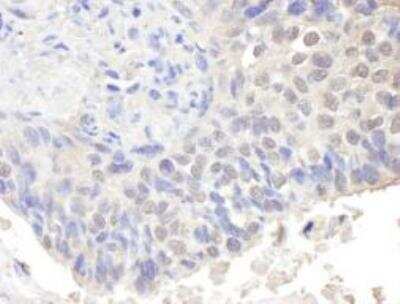 Immunohistochemistry-Paraffin: CNOT3 Antibody [NBP1-21396]
