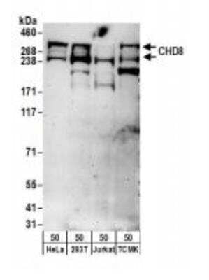 Western Blot: CNOT3 Antibody [NBP1-21396]